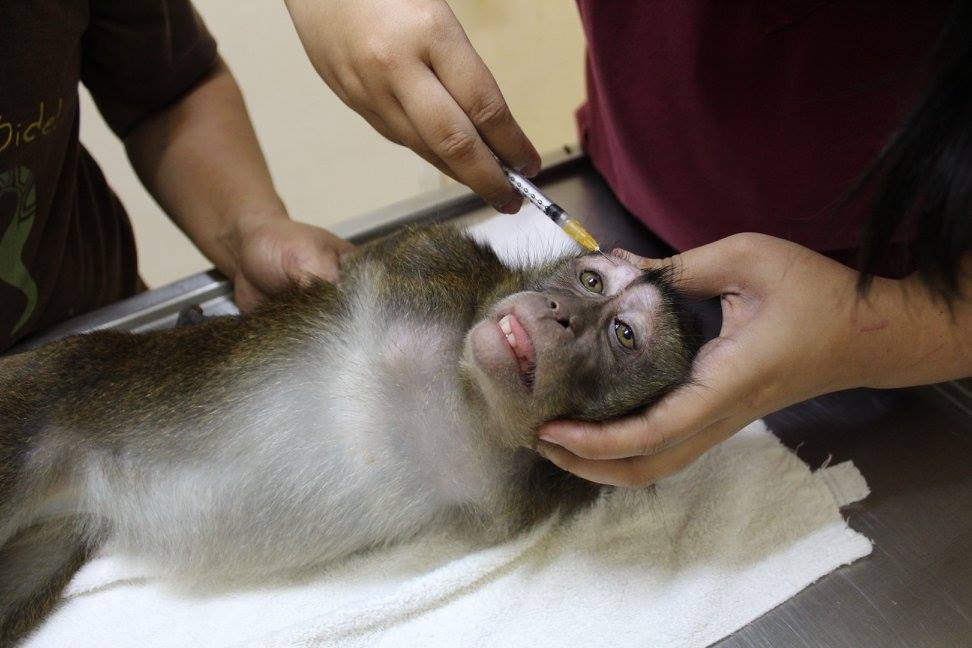 Trois macaques à queue de cochon relâchés dans la nature